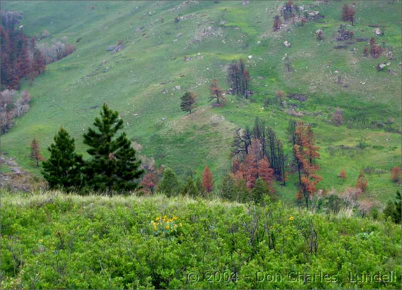 Colorful hillside