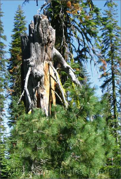 Tree trunk