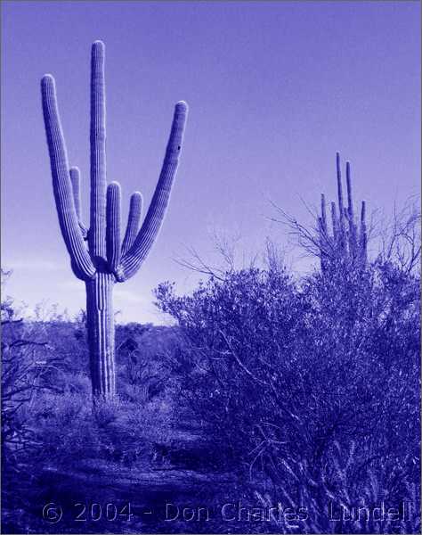 Monotone cactus