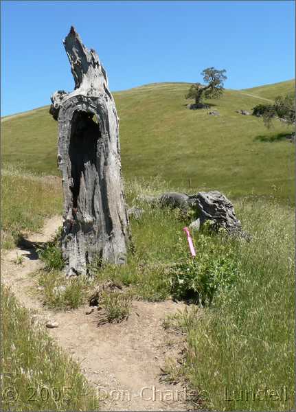 Trail watchman